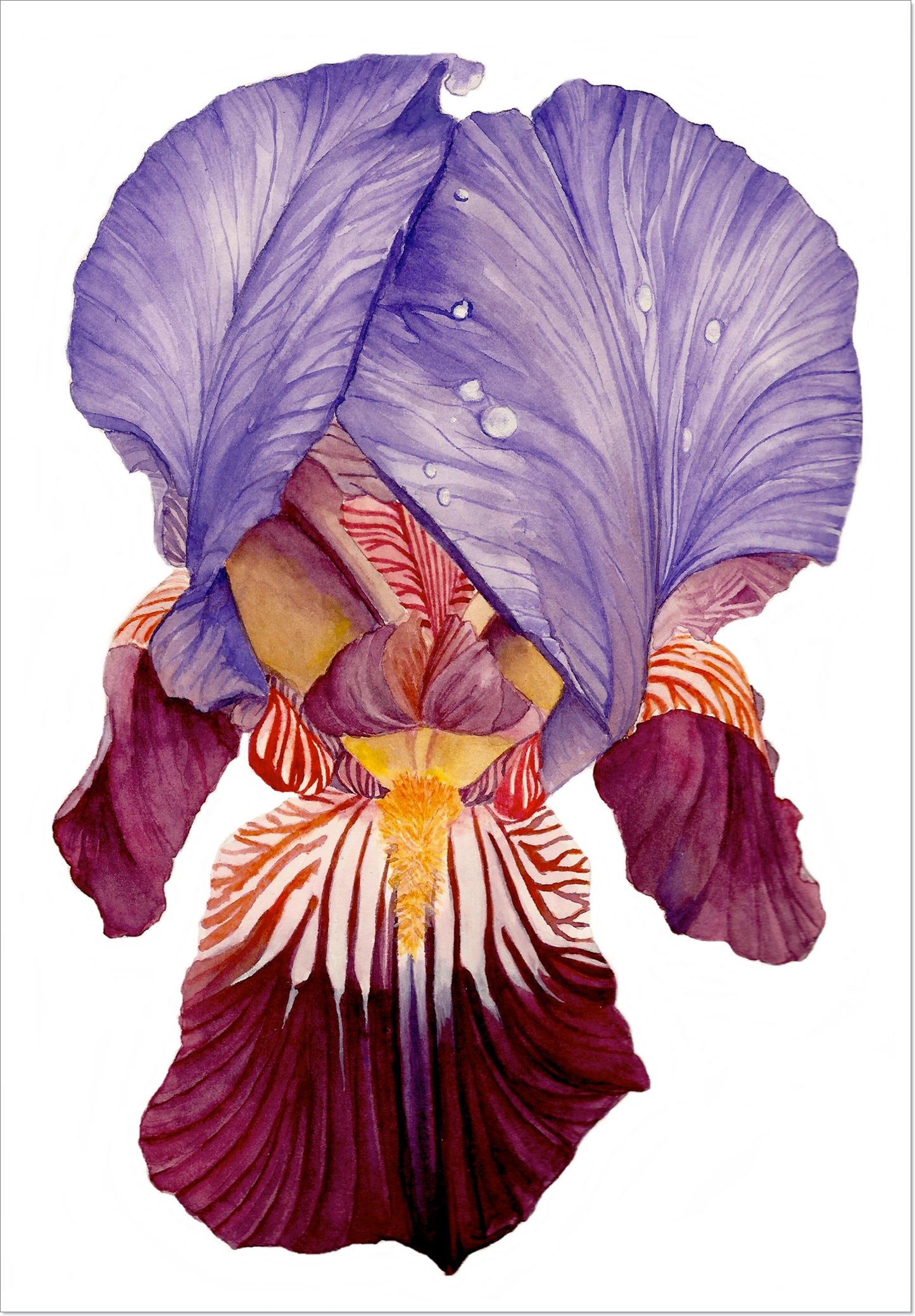 Bearded Iris II
