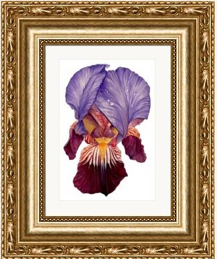 Bearded Iris II