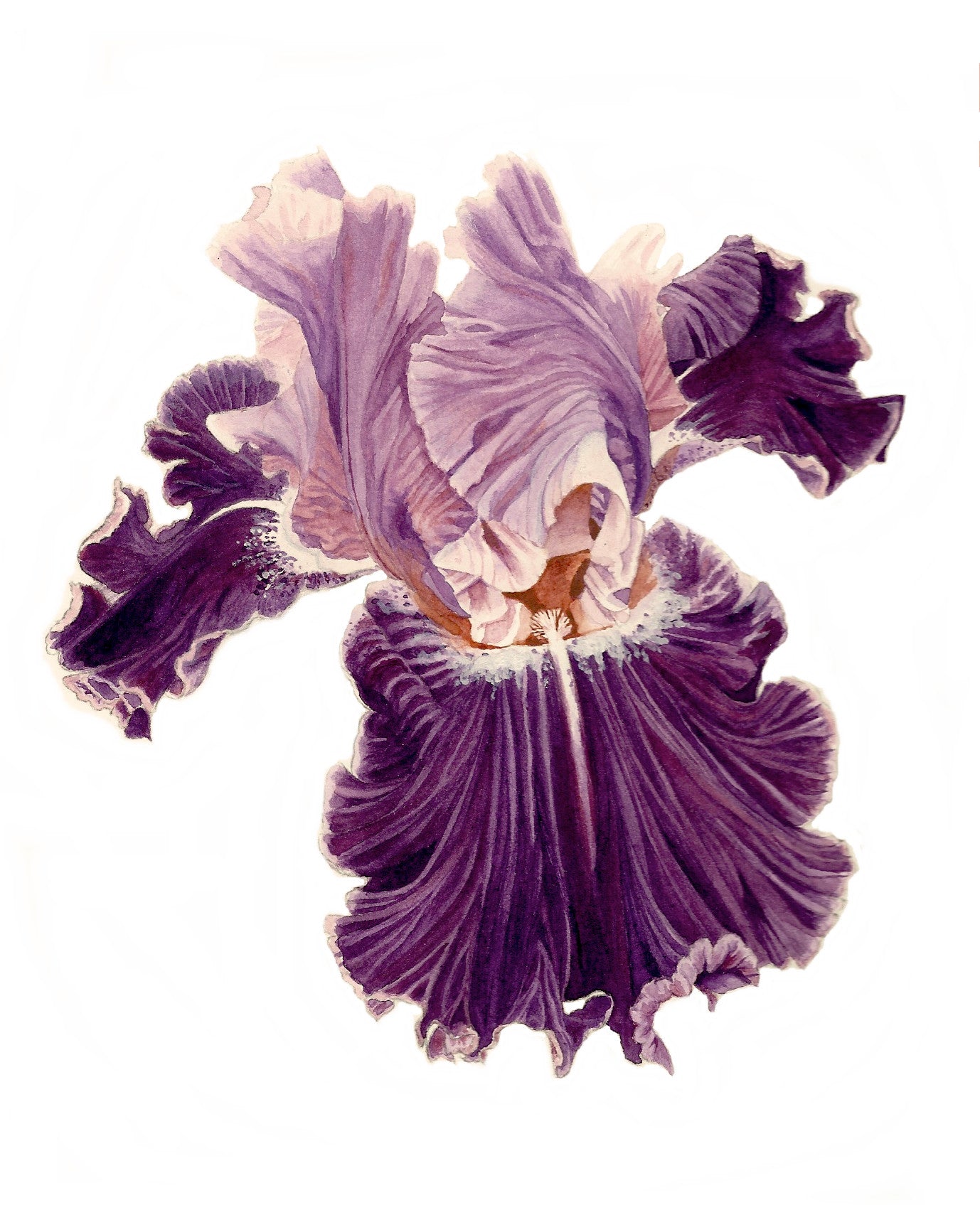 Bearded Iris I