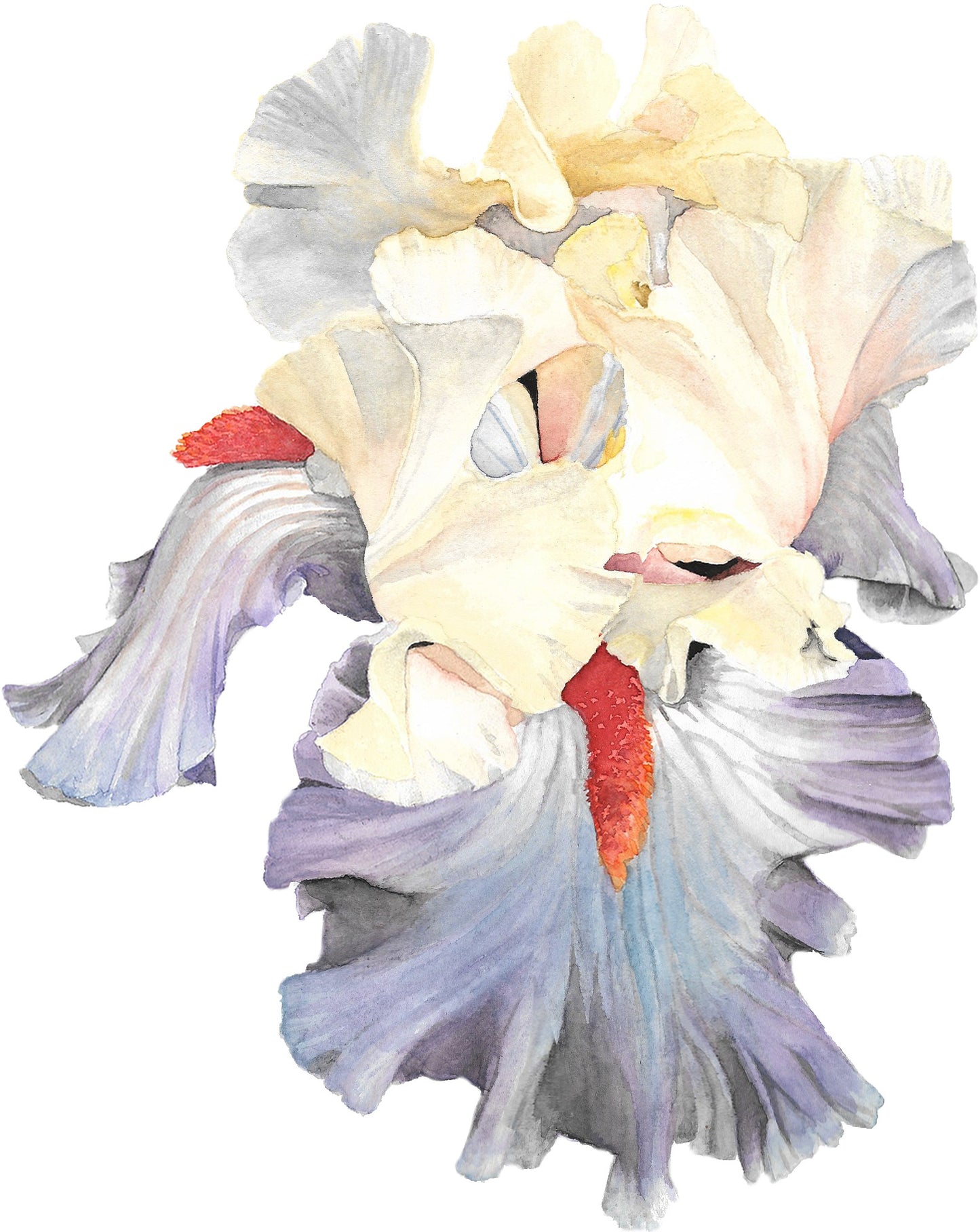 Bearded Iris III